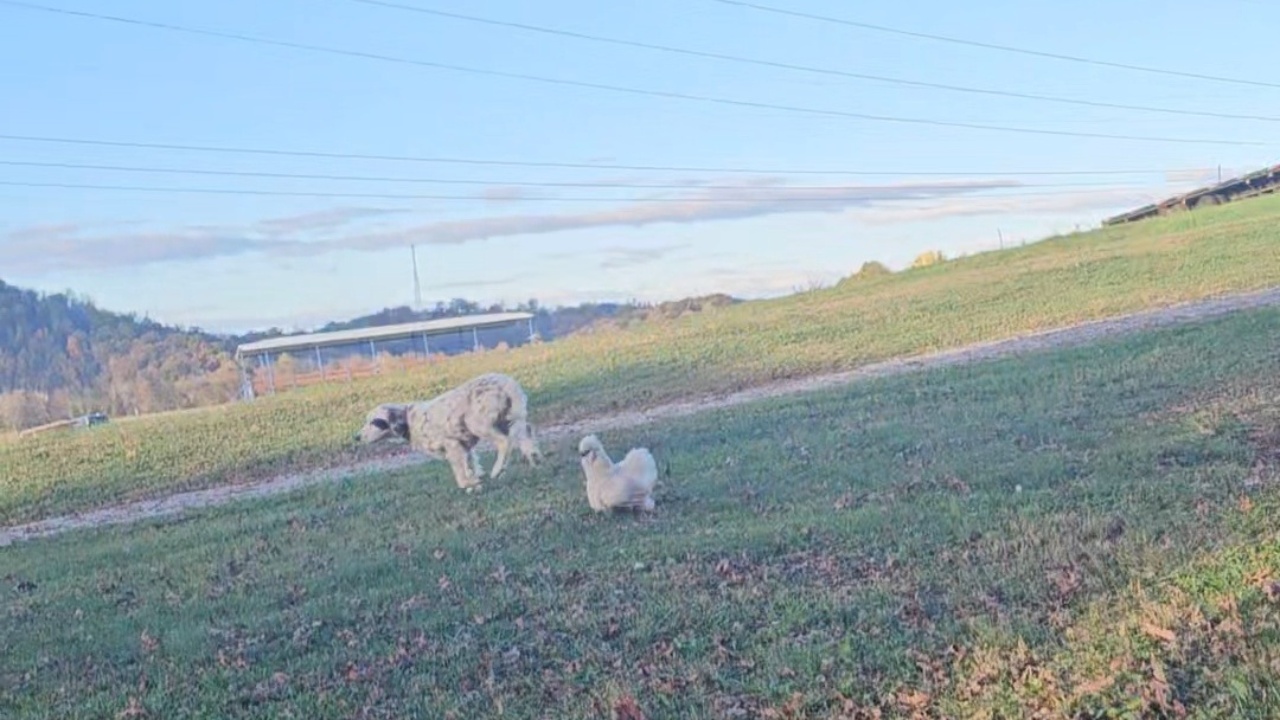 Hen chases dog away from cornbread crumbs