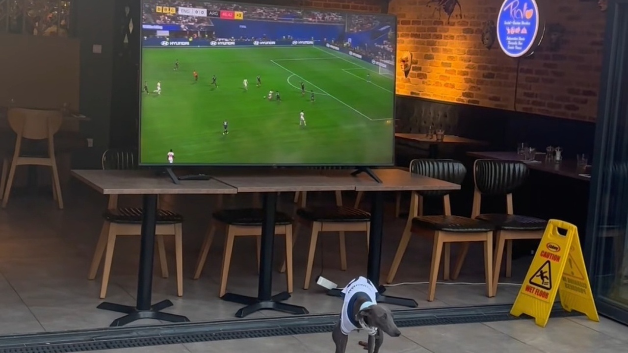 Dog defecates in front of TV during England match