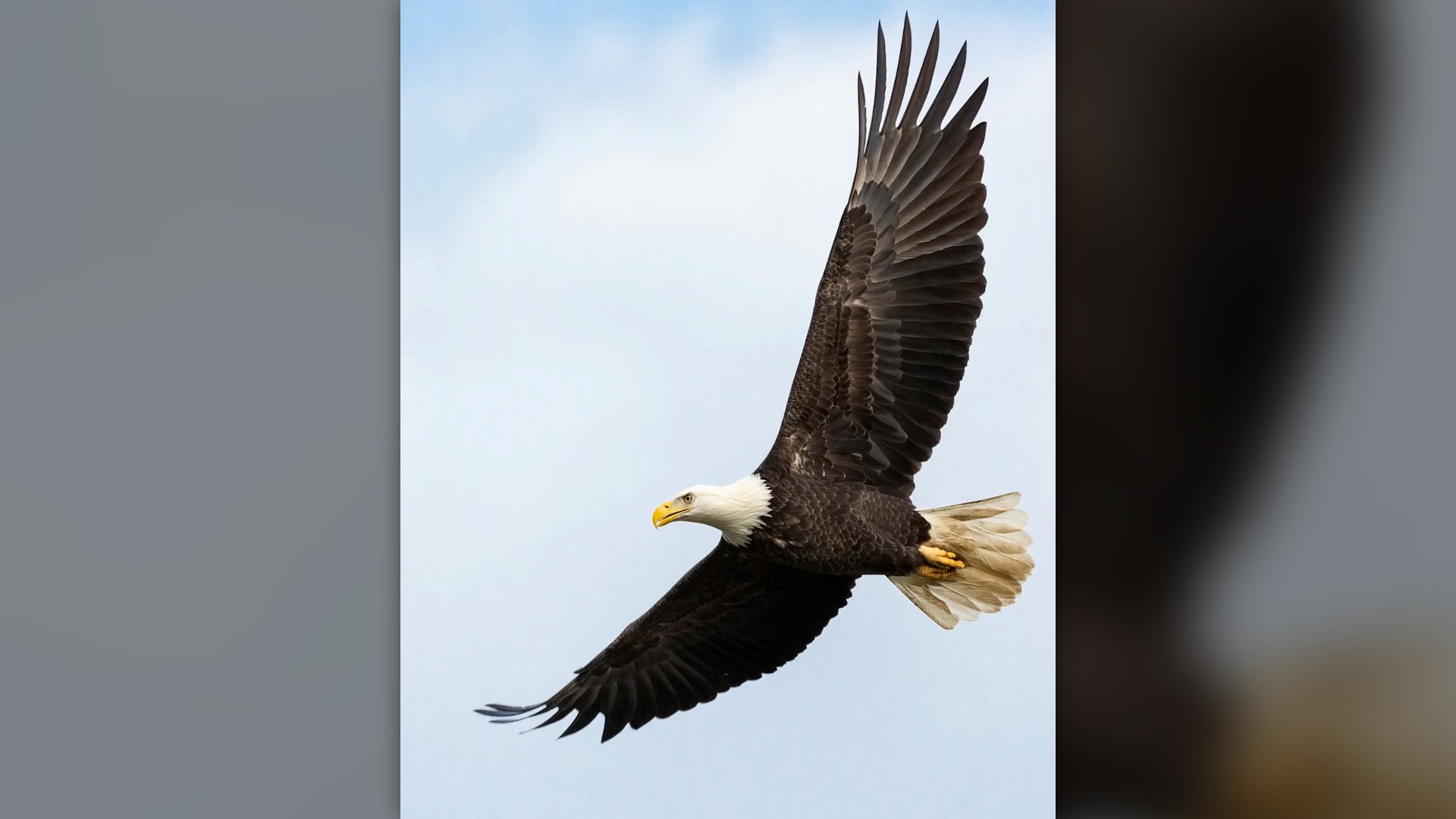 Bald Eagle soaring under blue sky.