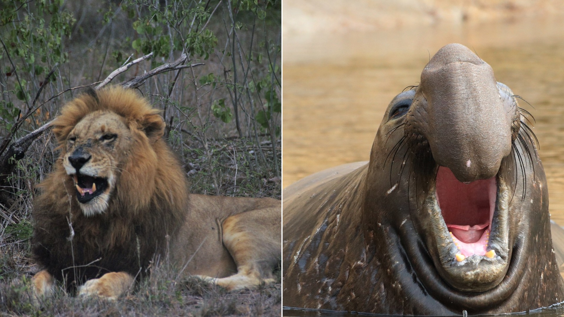 15 Loudest Animals on Earth, Ranked