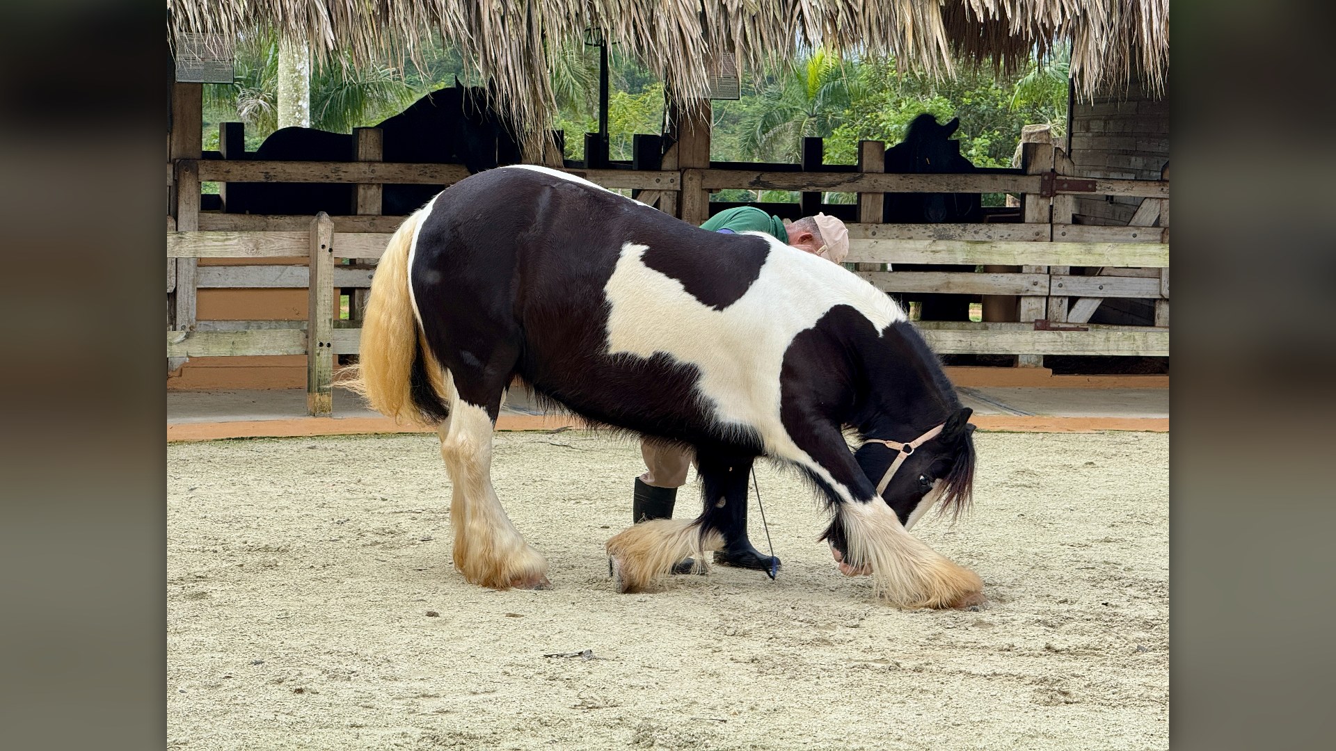 5. Gypsy Vanner