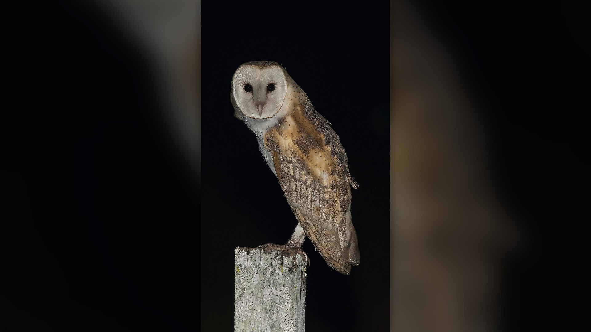 2. Barn Owl