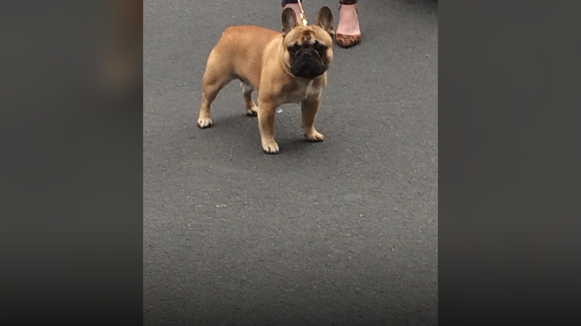 A dark fawn French bulldog with black mask looking attentively.