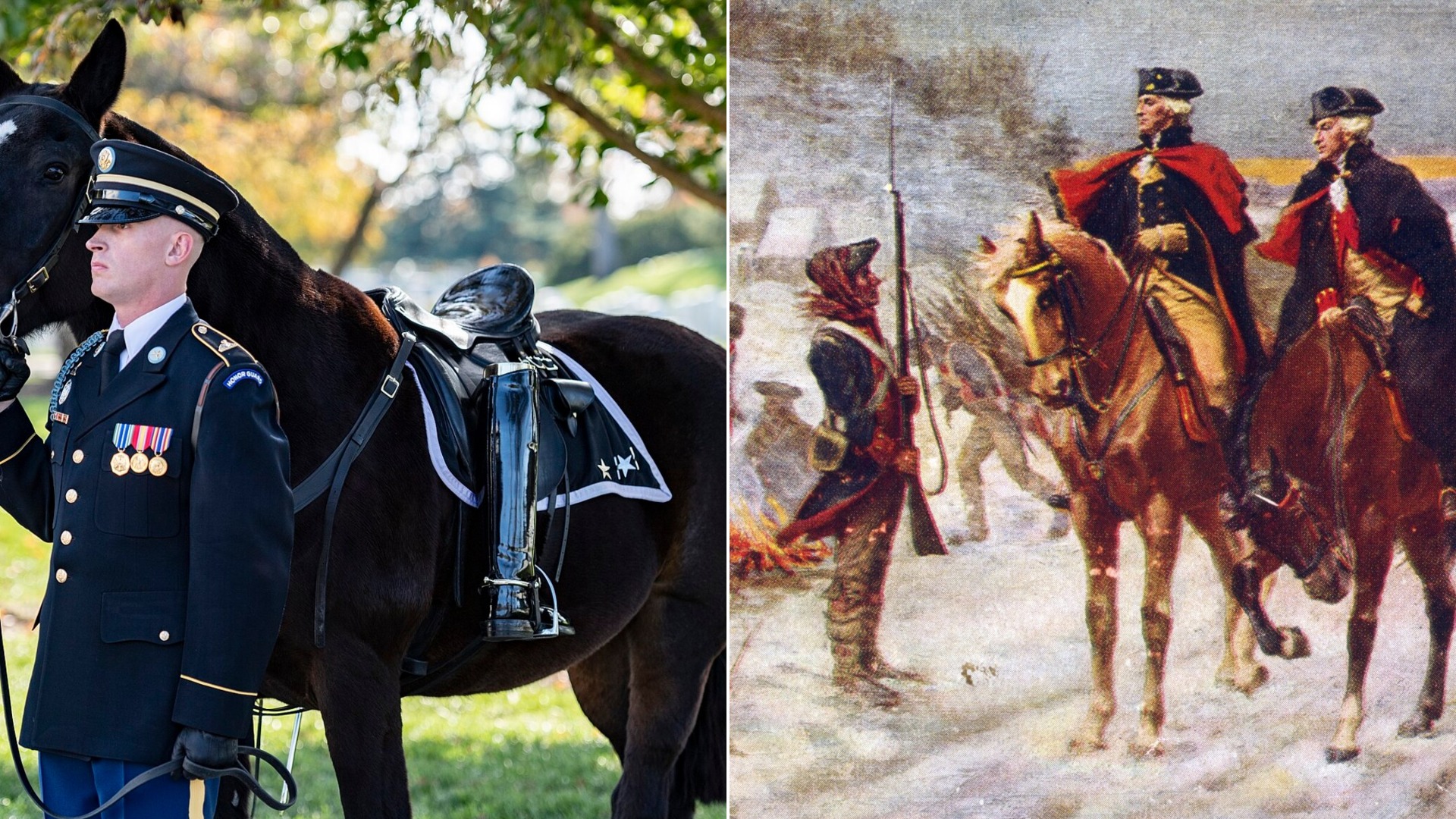 Famous Military Horses in the USA, Ranked