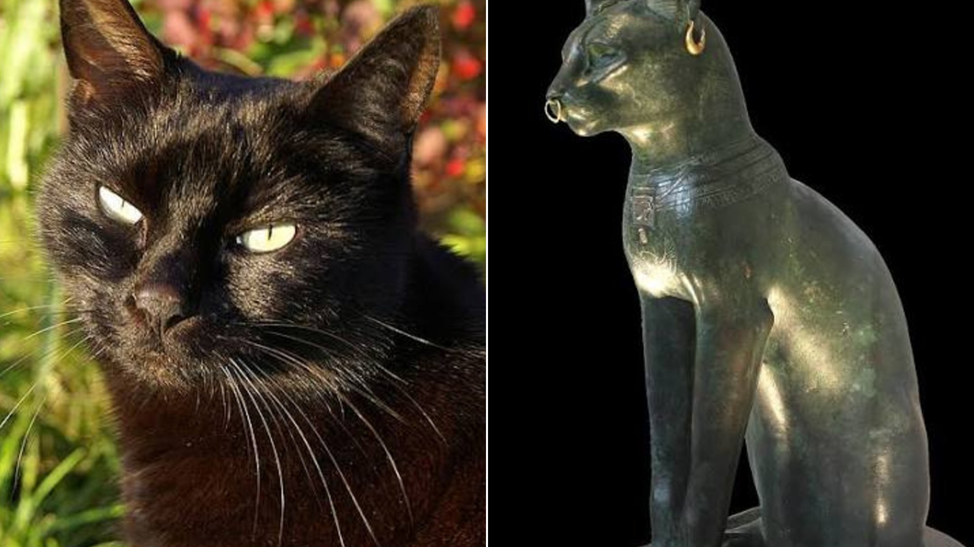 15 Reasons Black Cats Deserve More Love