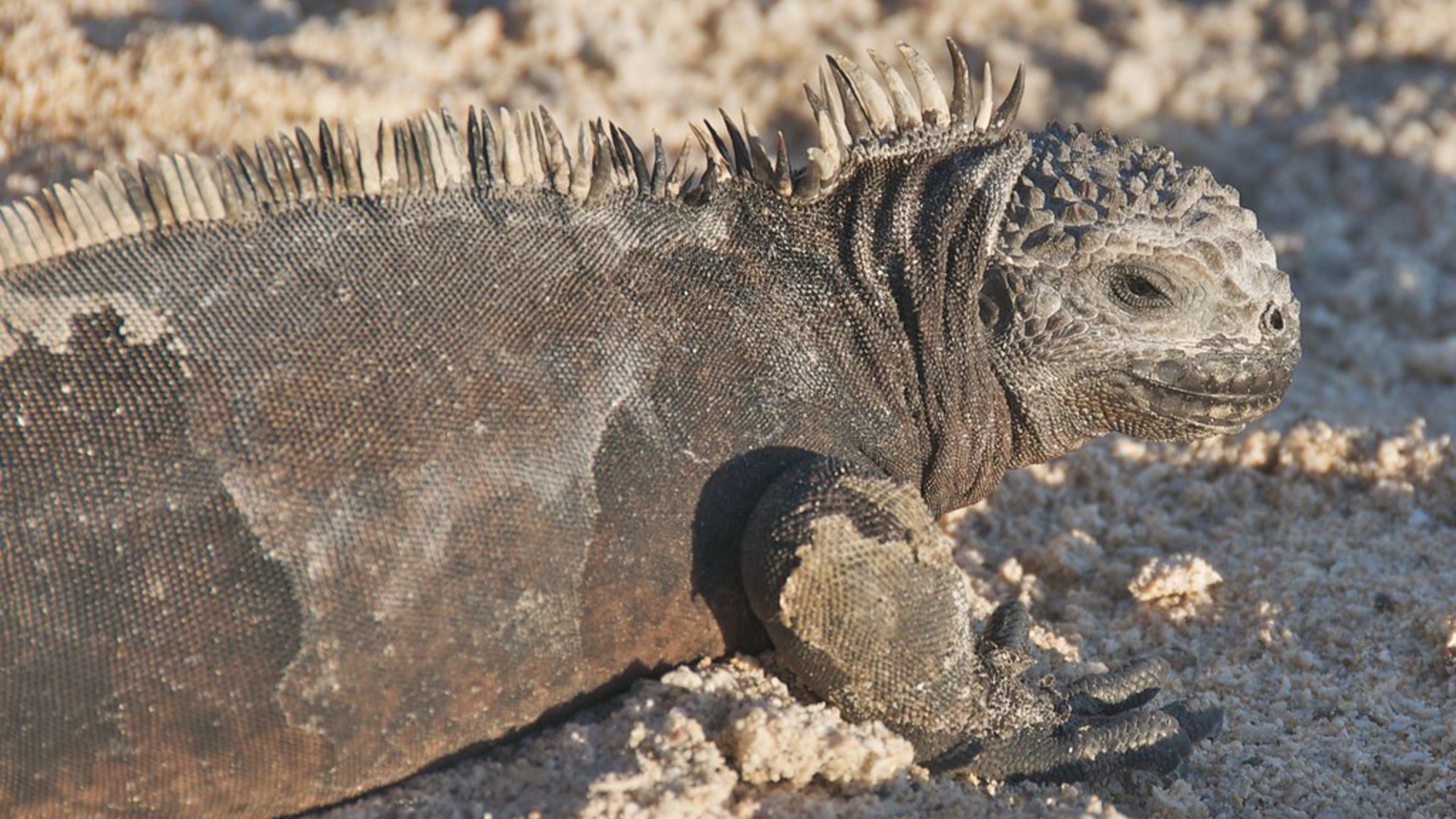15. Galapagos Islands