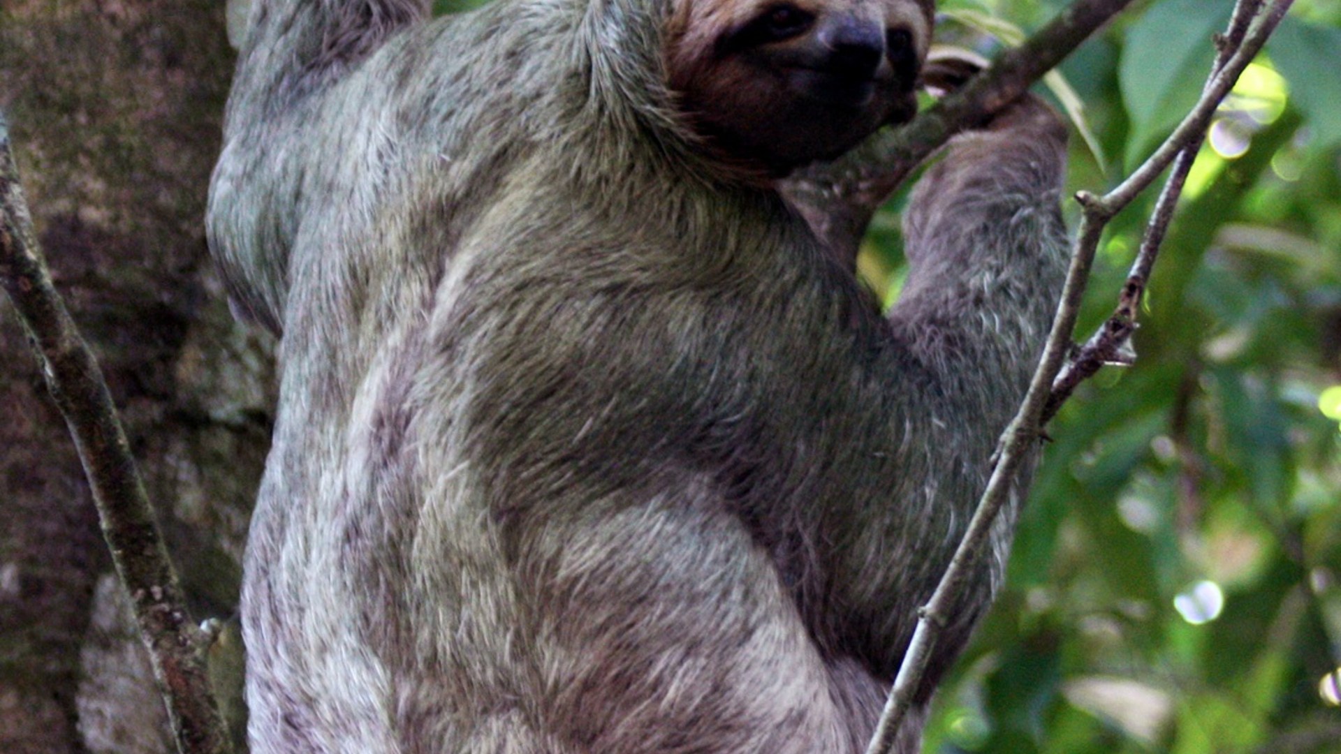 Brown-throated three-toed sloth hanging in a tree canopy