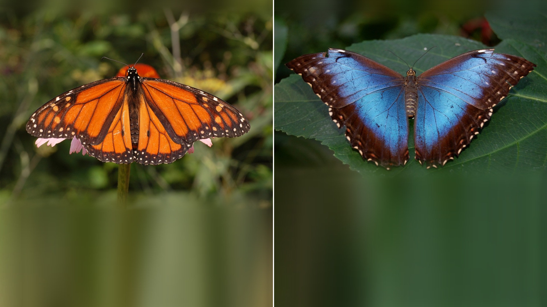 10 Most Beautiful Butterflies in the World, Ranked