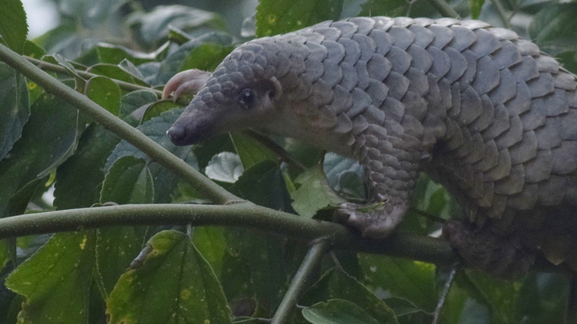 Pangolin showing protective keratin scales