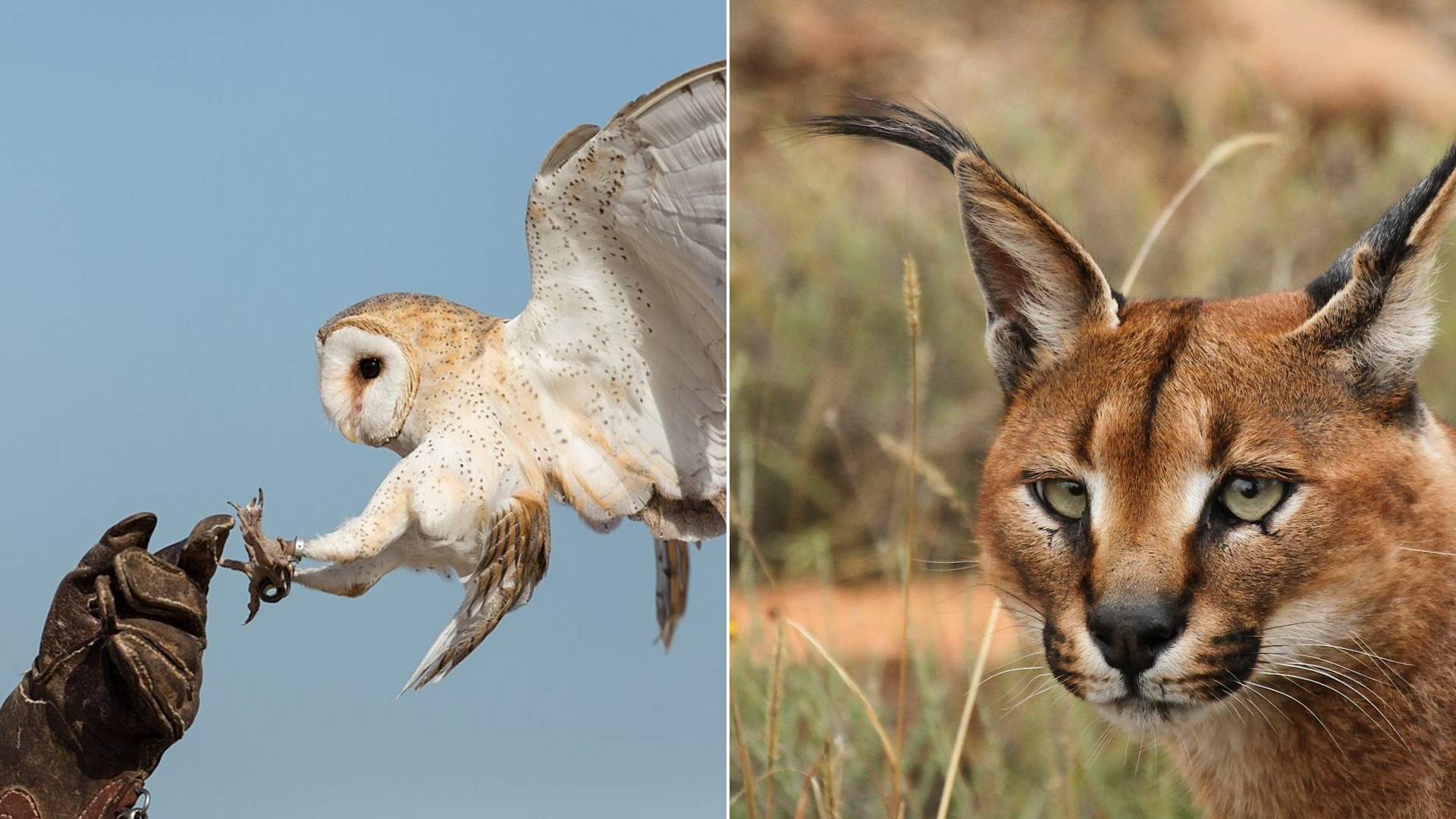 How Wild Animals Use Their Ears to Detect Danger