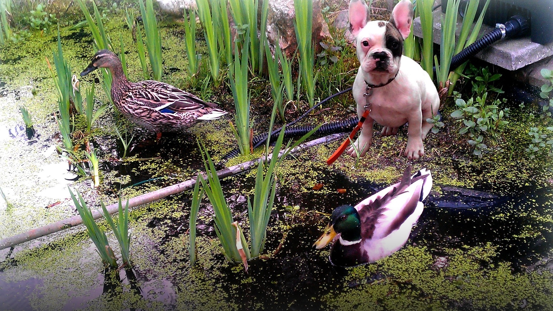 A French bulldog relaxing outdoors beside a garden pond.