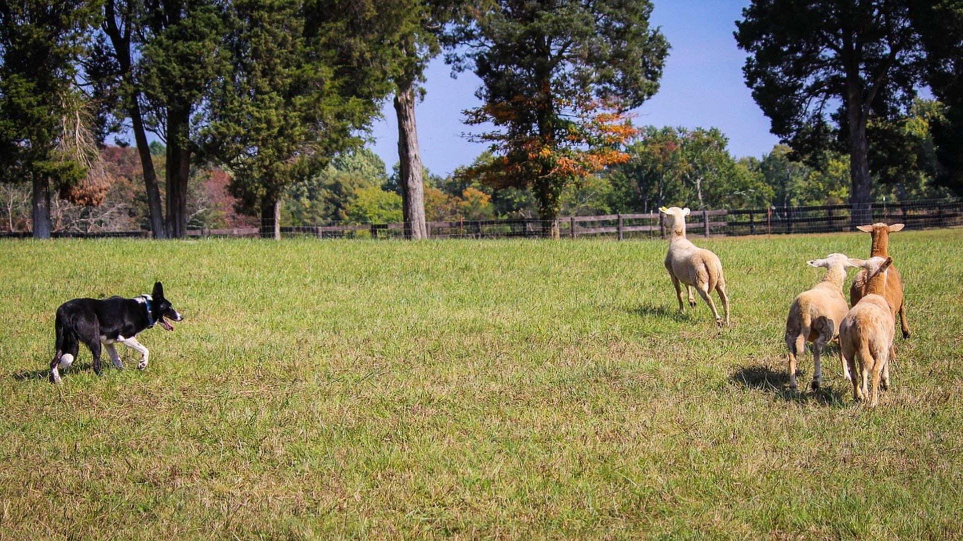 Landscape photograph of a black-and-white Border Collie actively herding a flock of sheep across a green pasture
