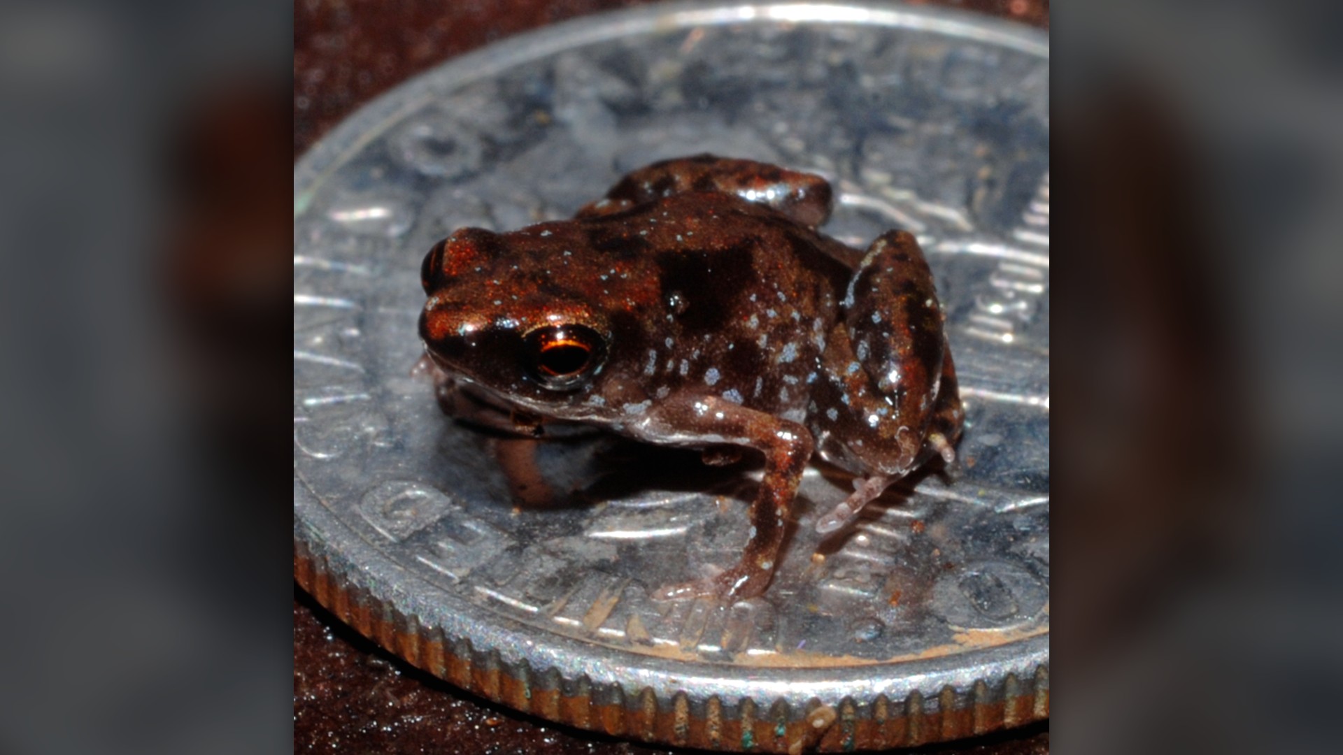 Paedophryne amauensis micro frog compared to a US coin