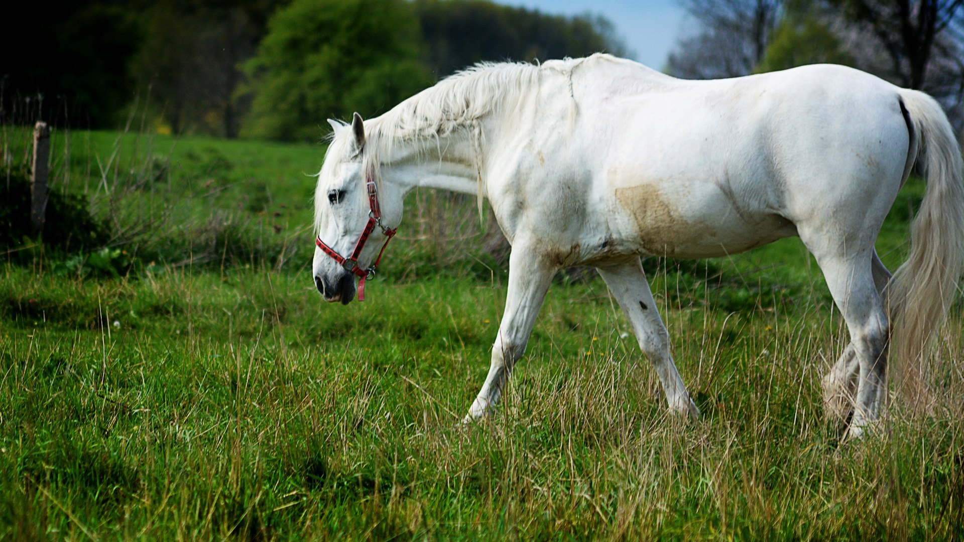 4. Andalusian