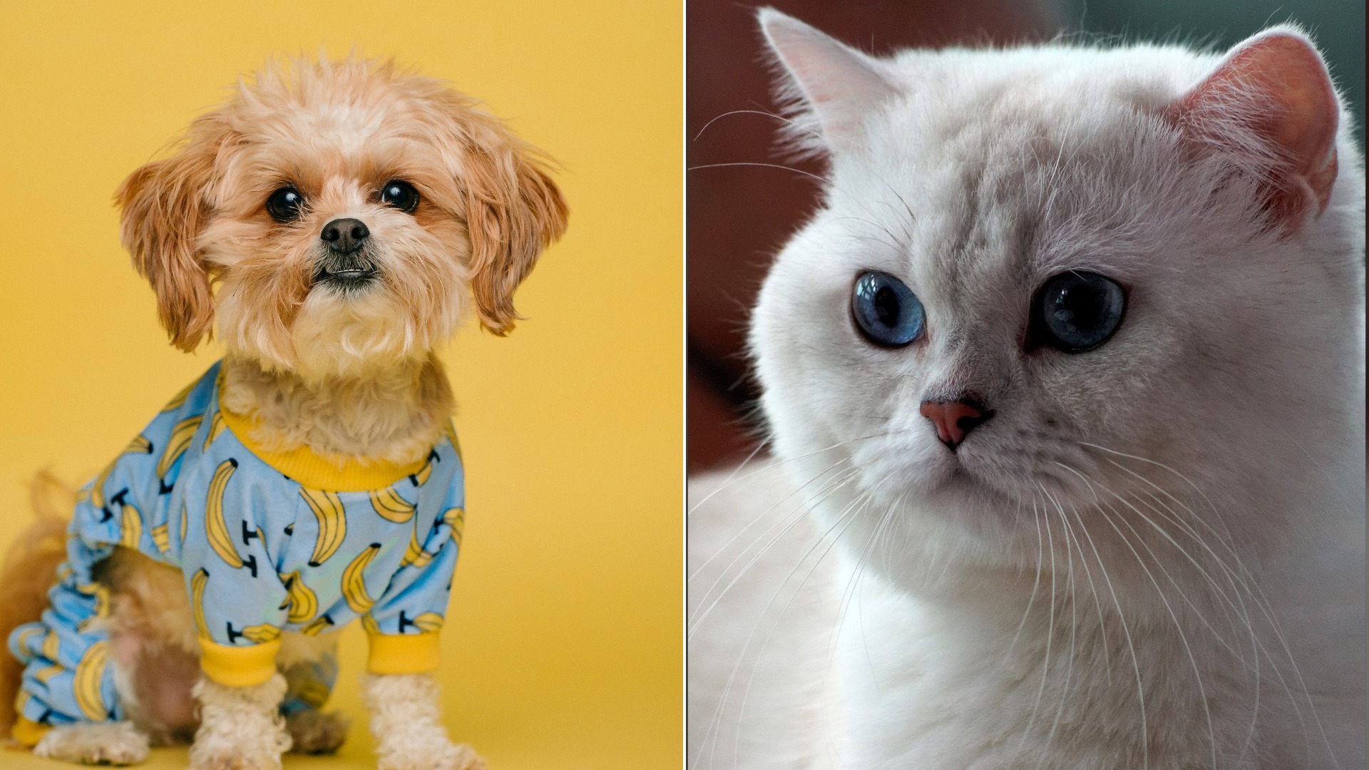 America's Most Popular Pet Names, Comment yours below!