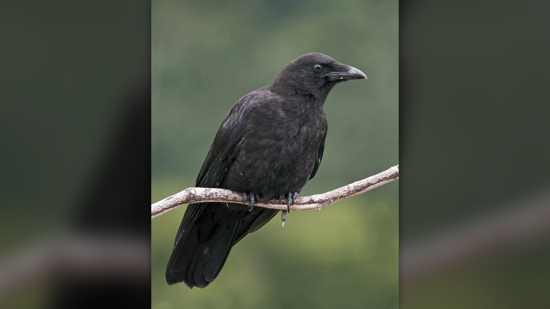 1. Canuck The Crow's Crime Scene Theft