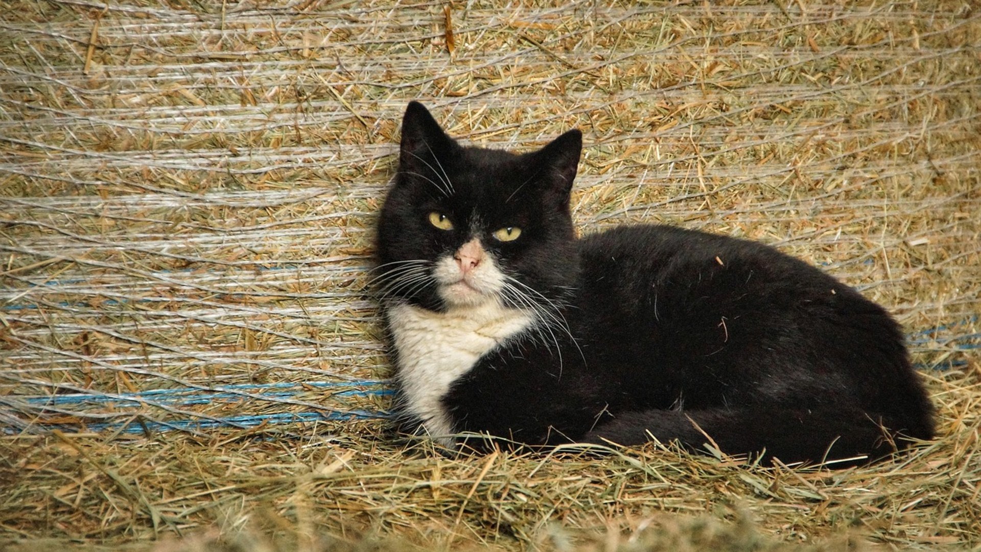 Landscape photograph of a black-and-white barn cat perched alertly on golden hay bales inside a farm barn