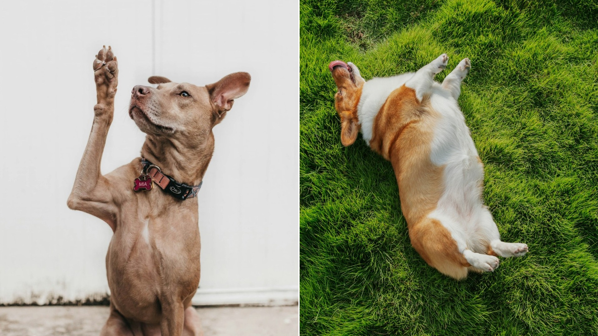 Do You Truly Speak Dog? Discover 14 Subtle Signals Your Pup Is Sending You!