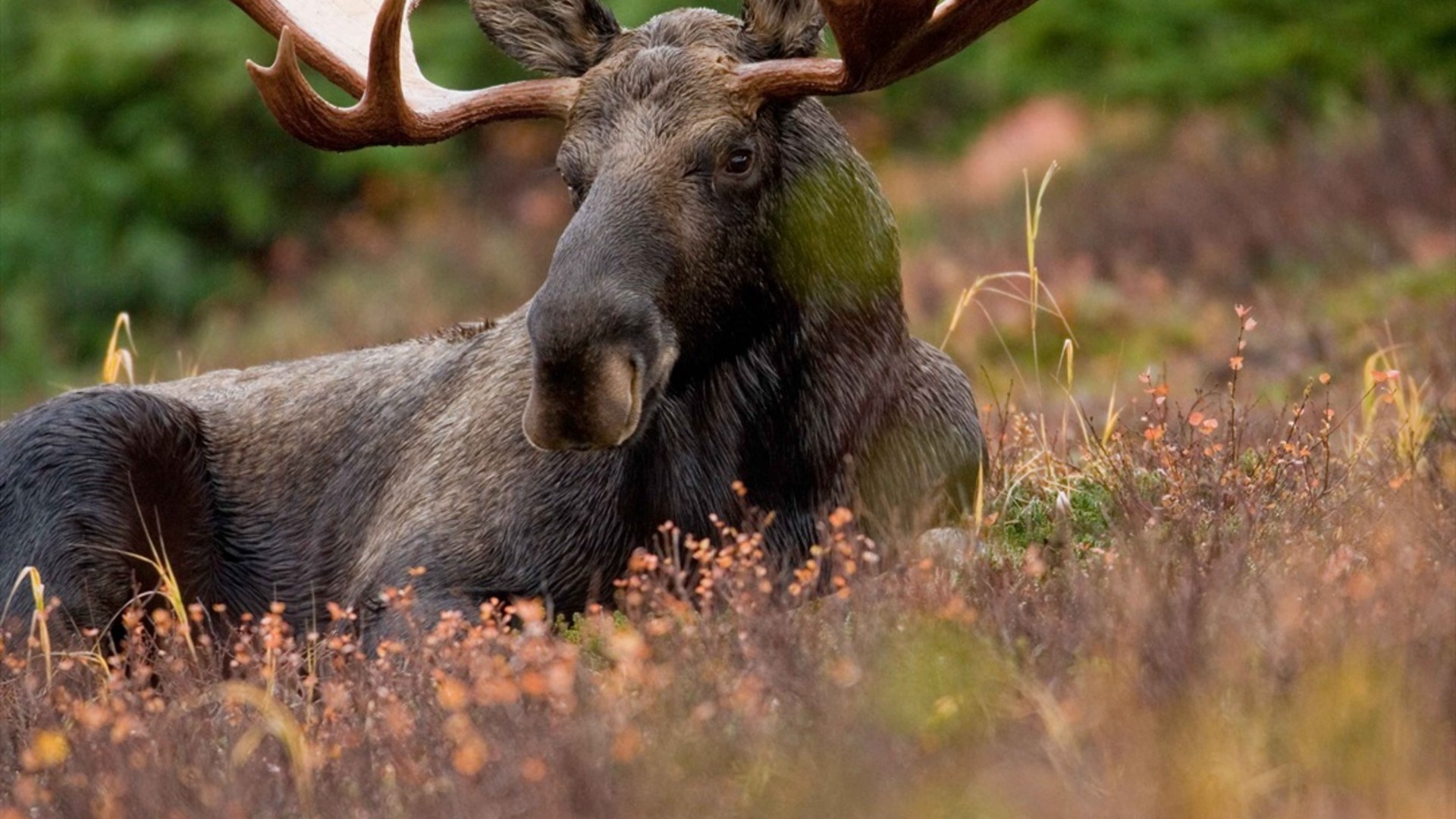 Large bull moose standing alone in a forest