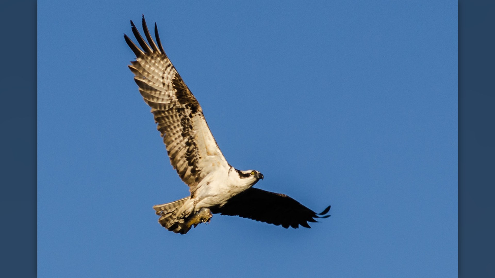 Osprey perched with fish on branch.