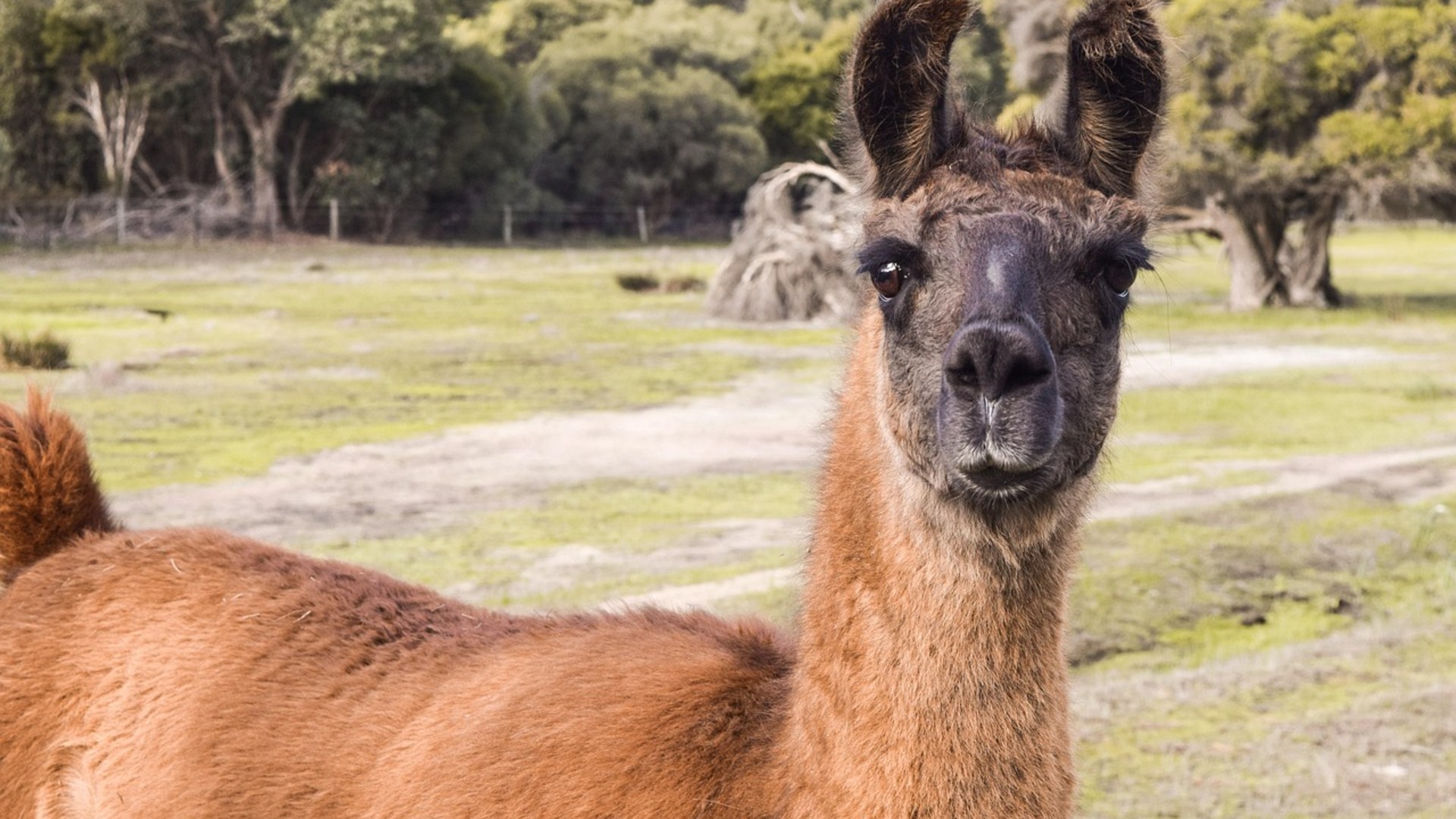 Landscape photograph of an alert guard llama standing watch in a green pasture meadow
