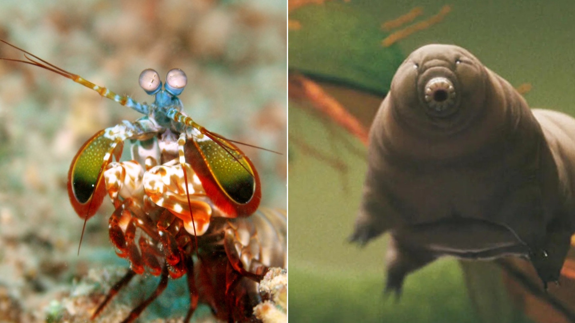 15 most amazing animal with superpowers