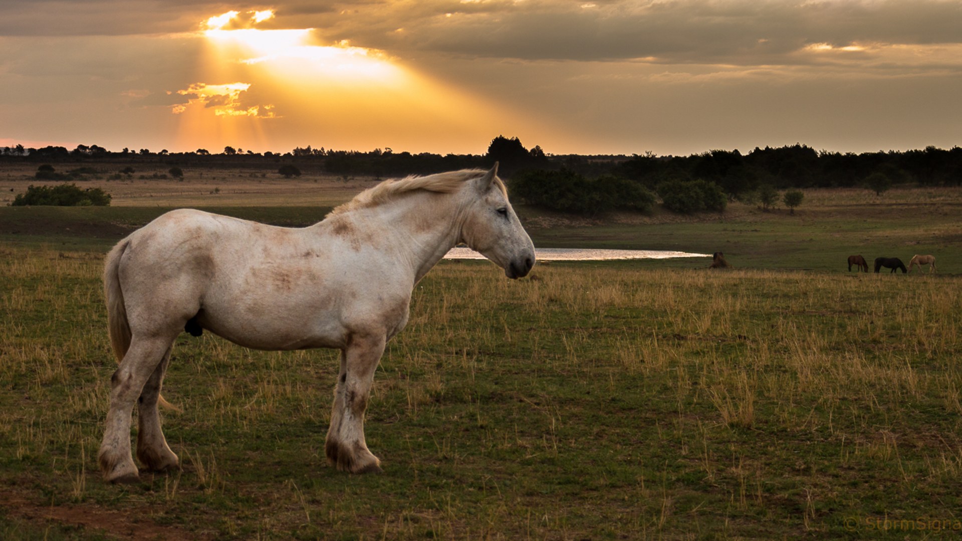11. Percheron