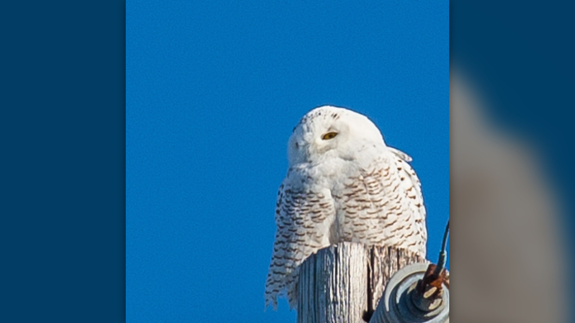 Snowy Owl in winter snowy ground.