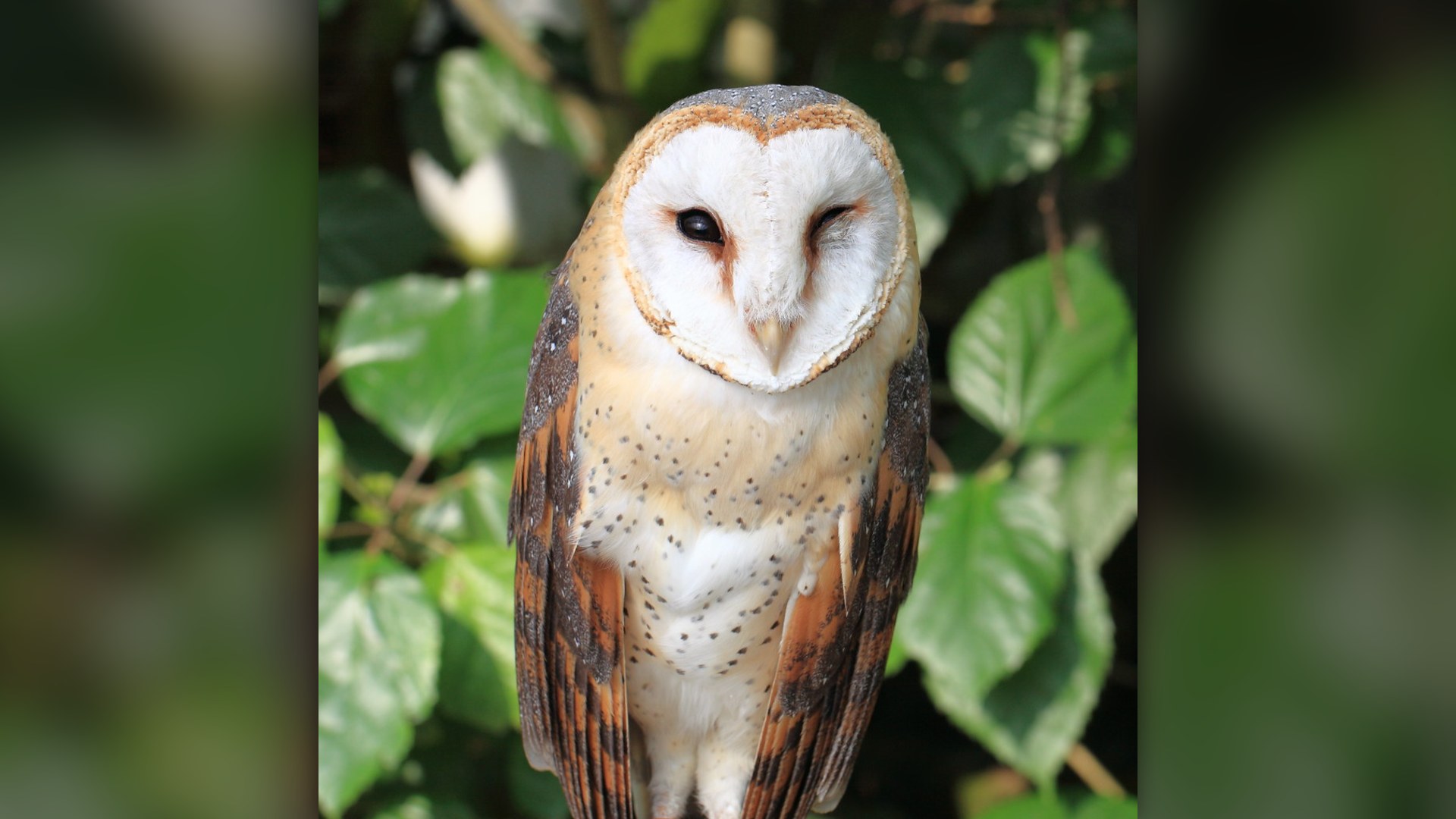Barn Owl with heart-shaped facial disk perched.