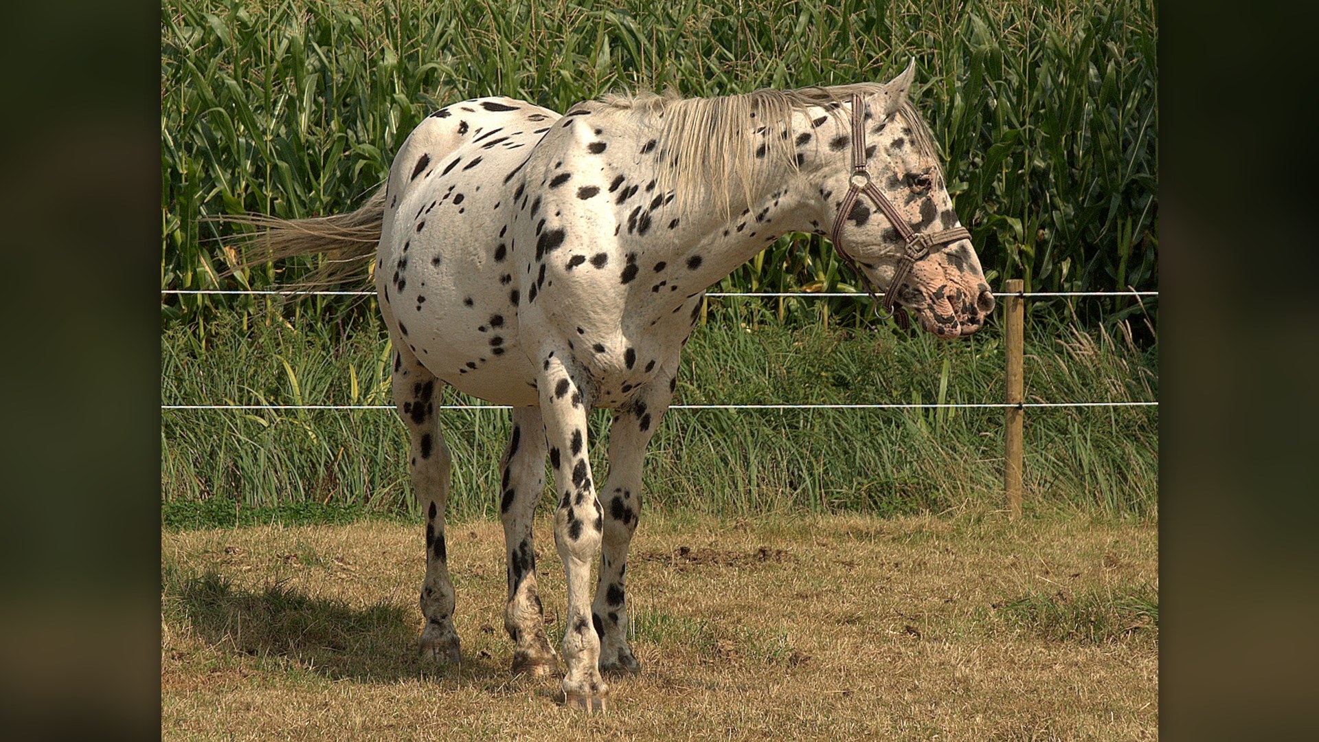 9. Knabstrupper