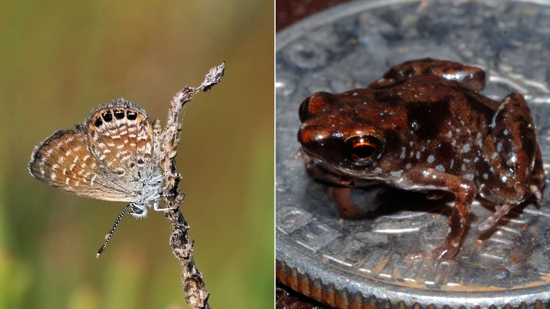 20 Smallest Animals in the World Ranked by Size