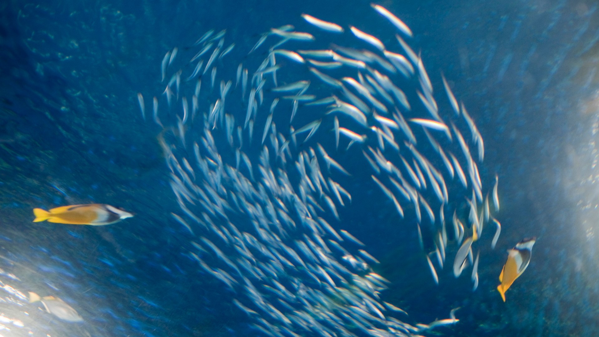 3. The Flatulent Baltic Herring