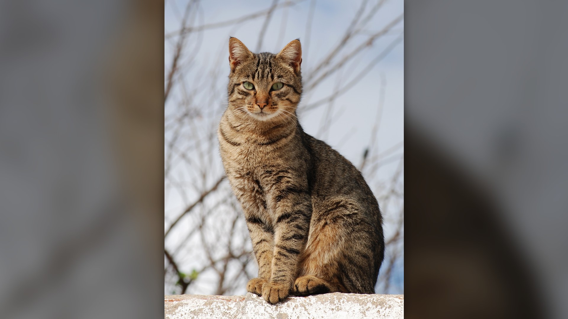 11. The CIA's Acoustic Kitty