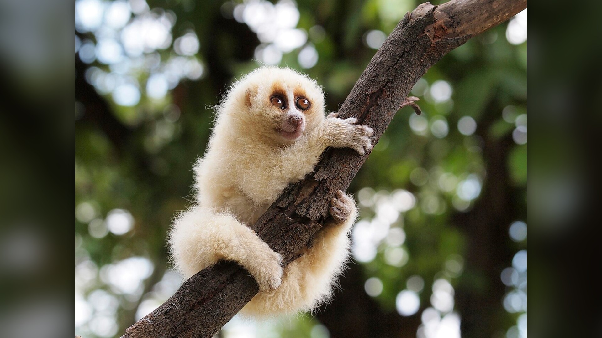 8. Slow Loris