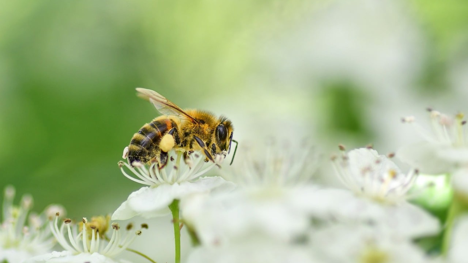 Close-up landscape macro photograph of a honeybee covered in golden pollen pollinating a white flower blossom