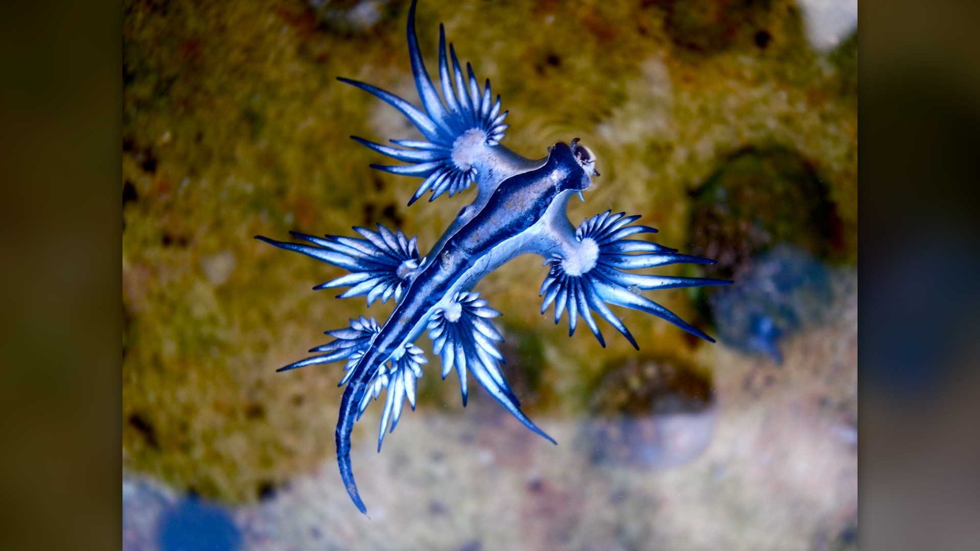 1. Glaucus Atlanticus