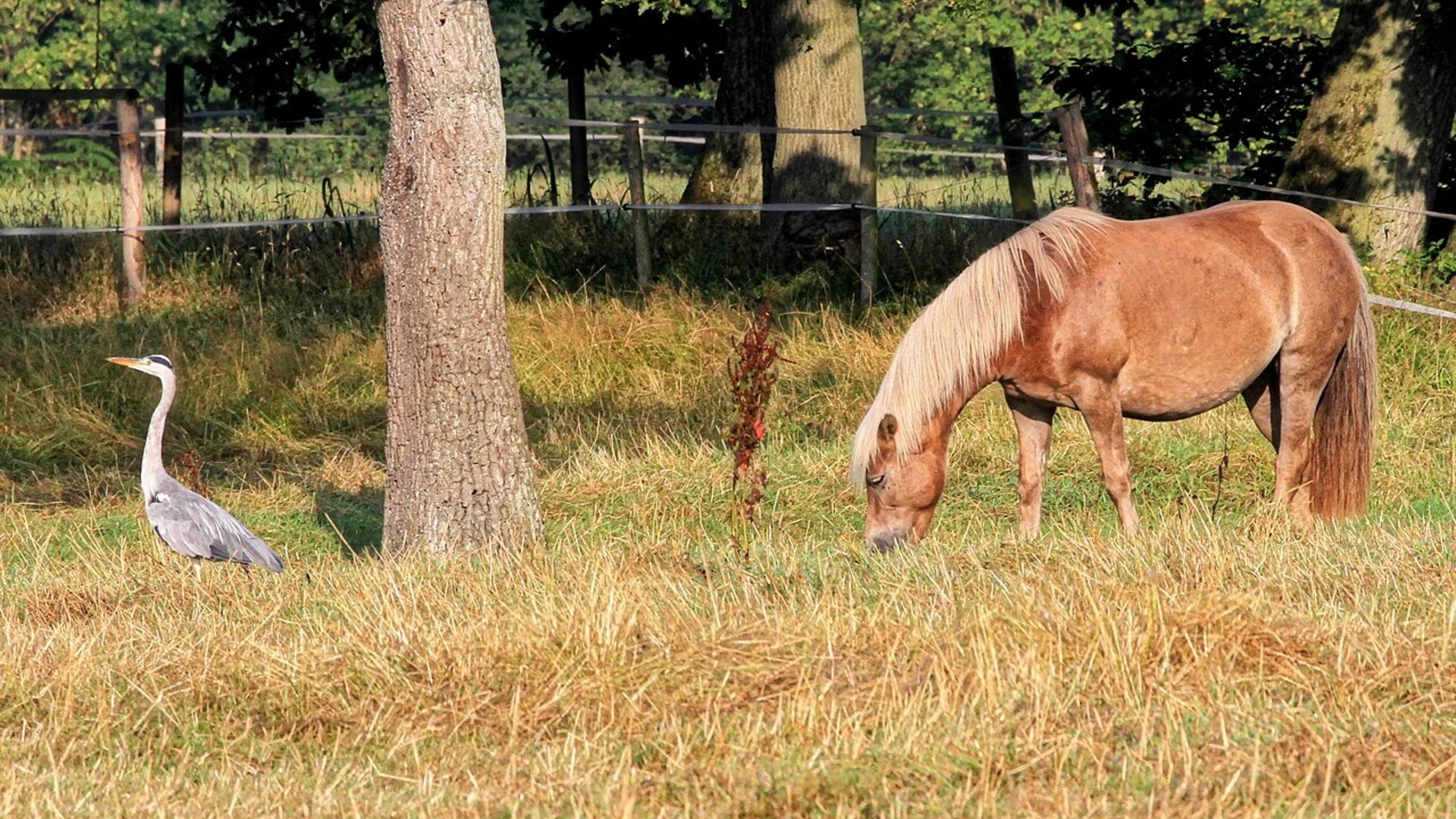 7. Haflinger