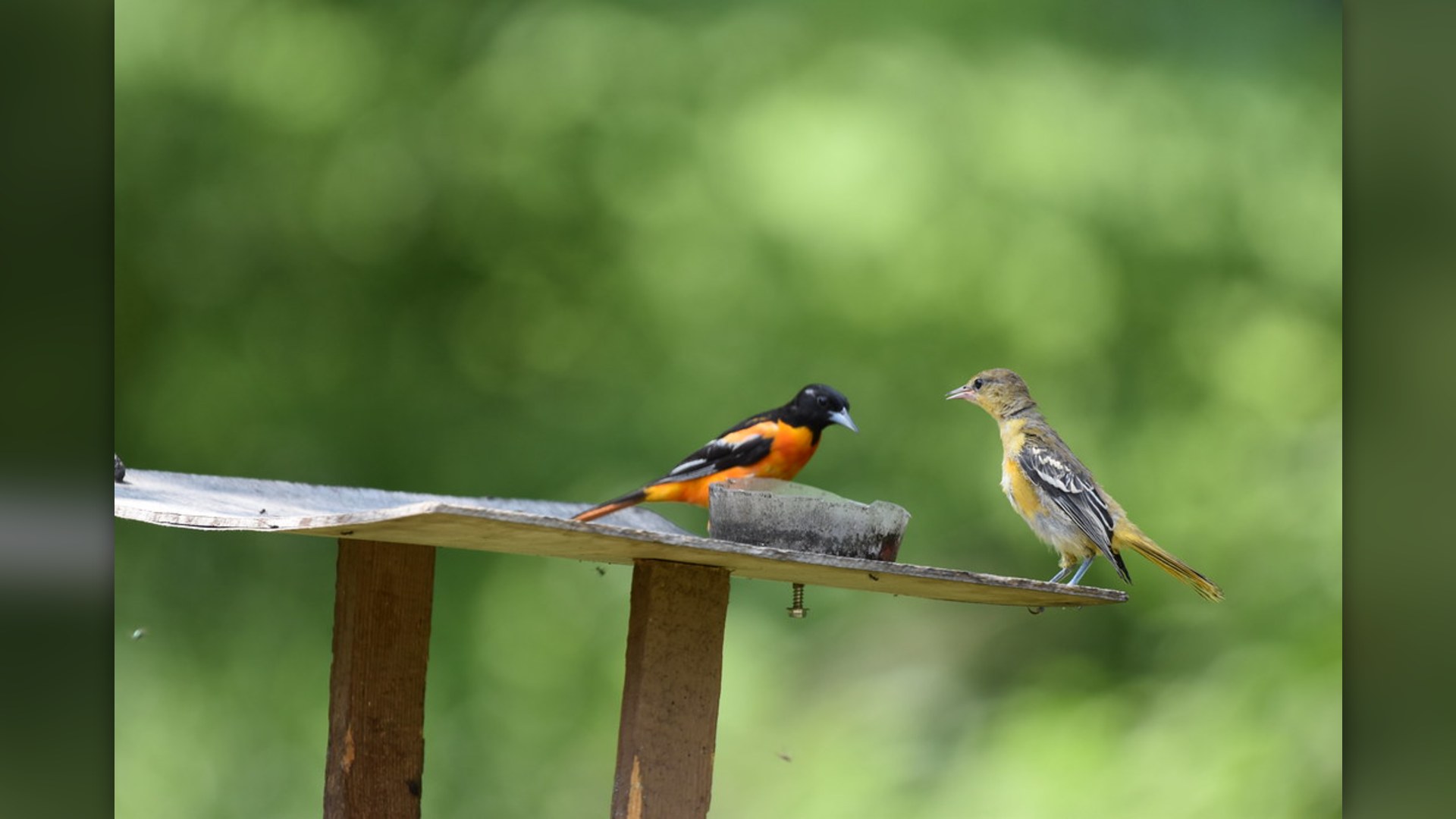 Male Baltimore Oriole perched in green canopy.