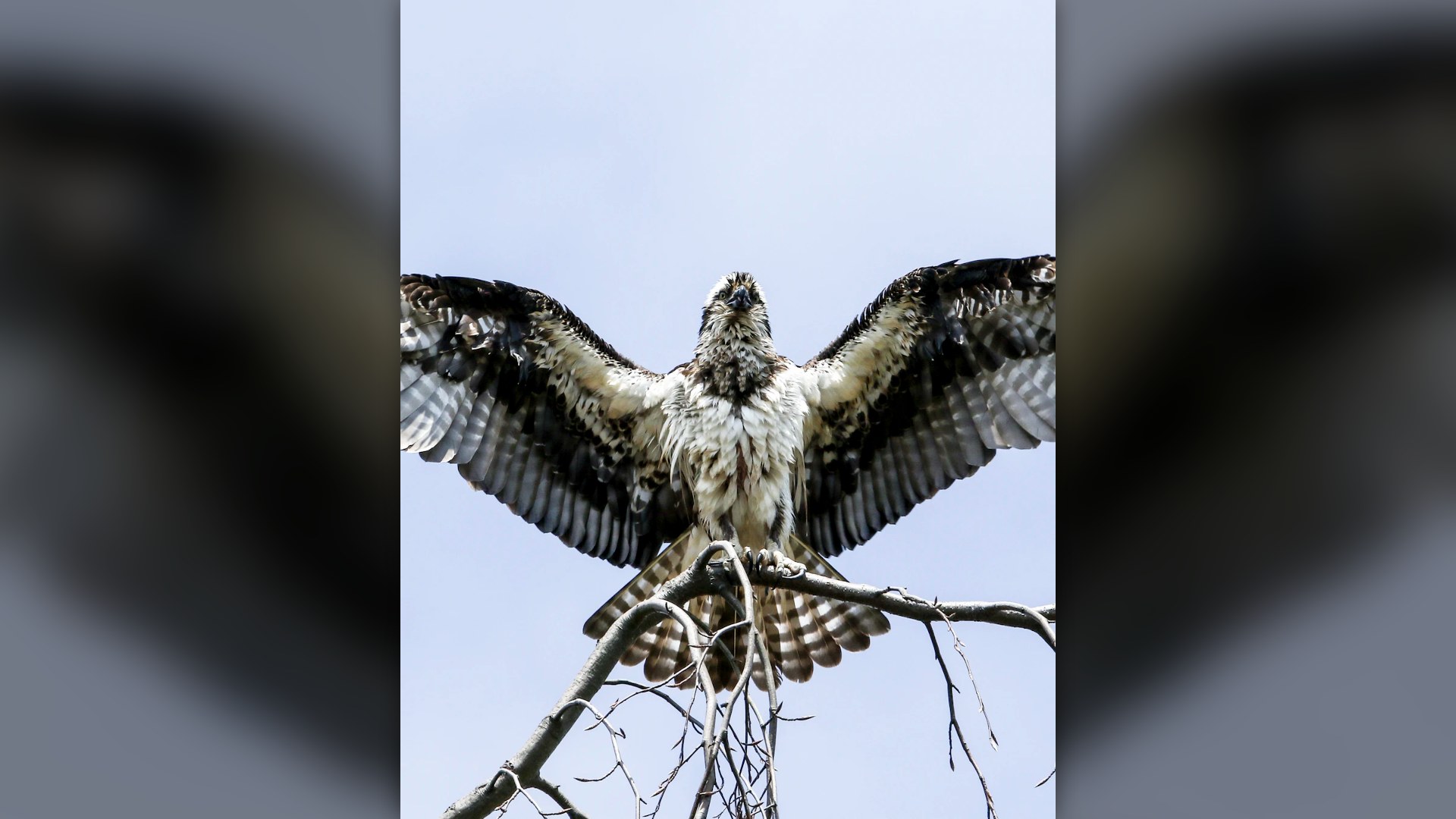 Peregrine Falcon perched on withered tree.