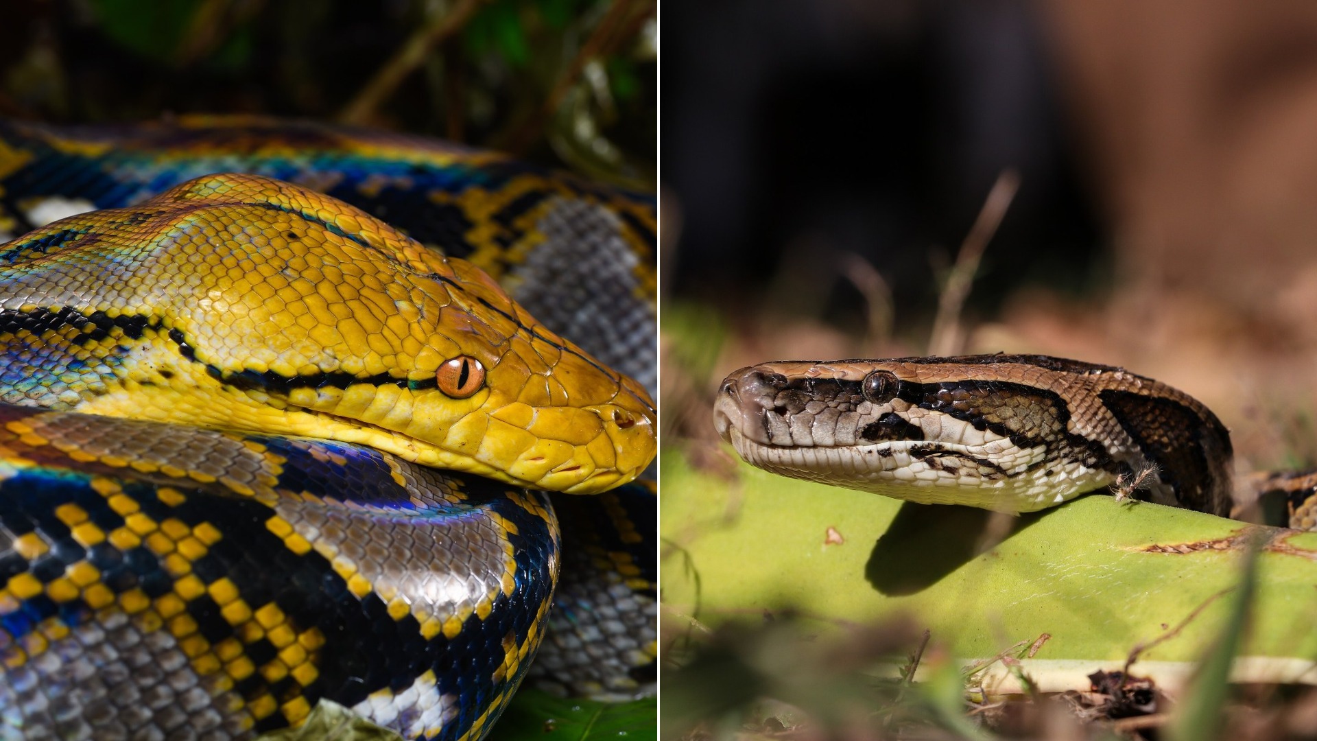 15 Biggest Snakes in the World, Ranked