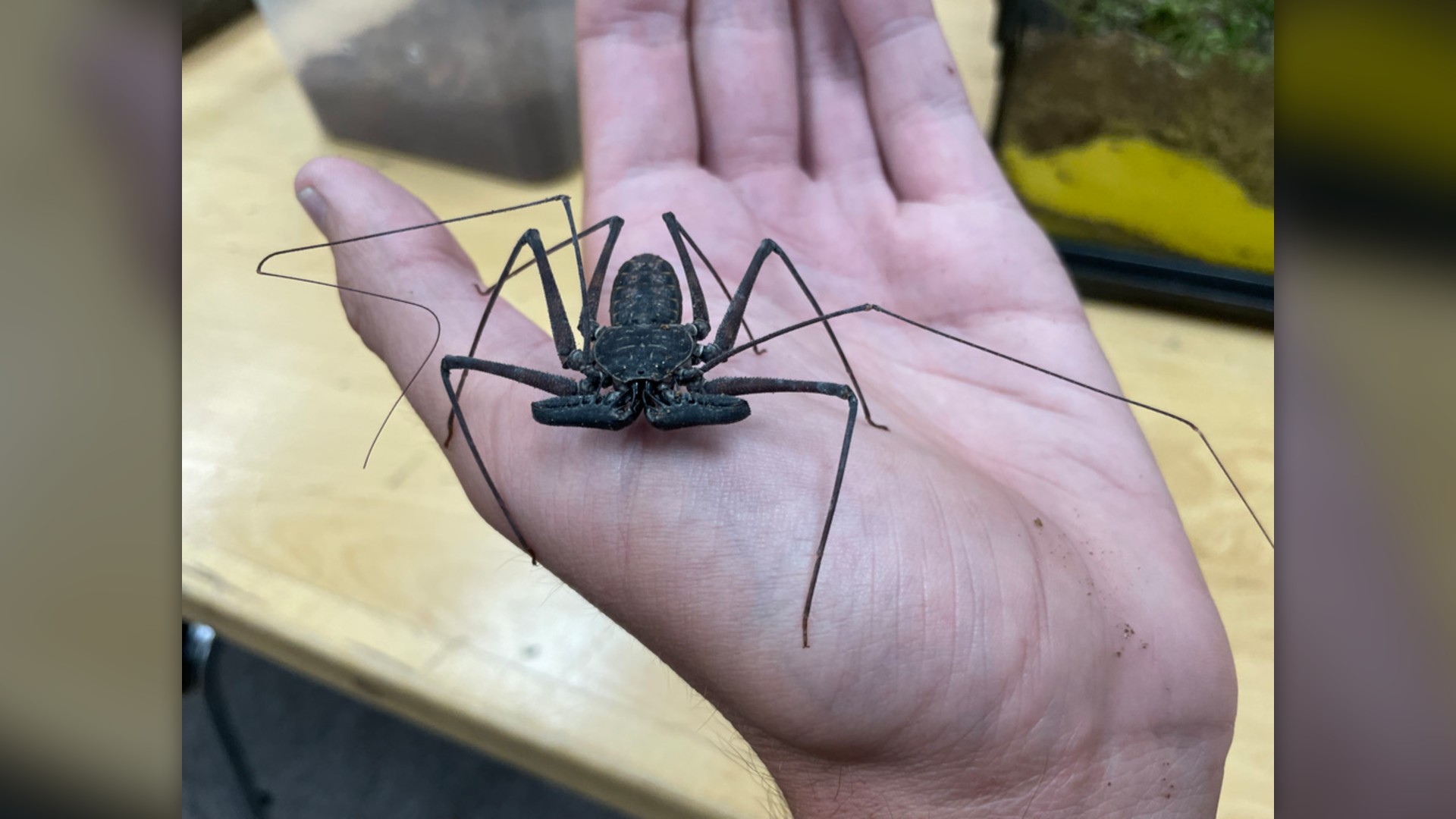 15. Tailless Whip Scorpion