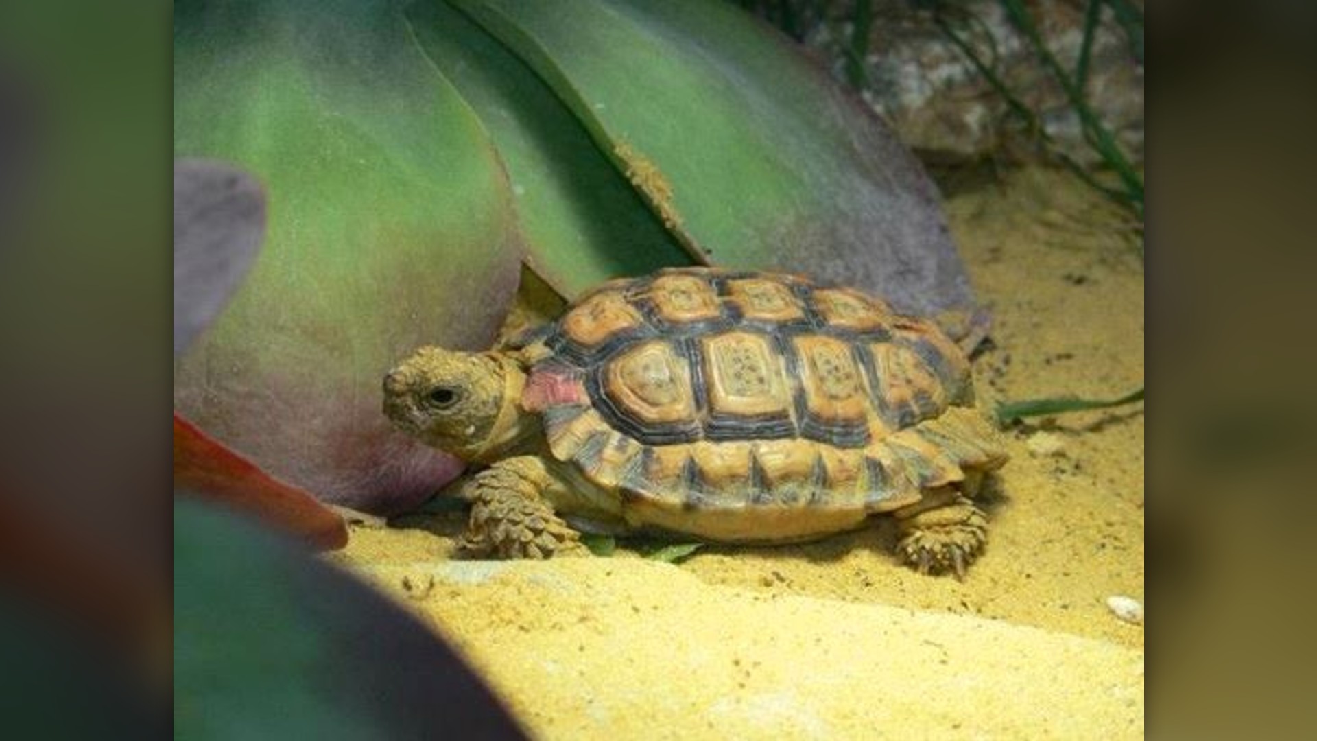 Speckled padloper tortoise crawling on sand