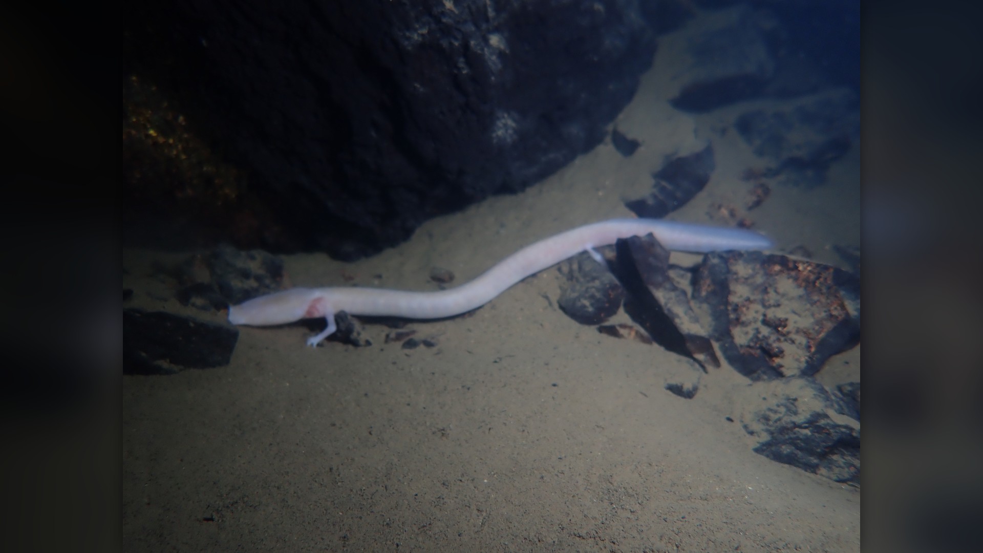 7. Subterranean Olm