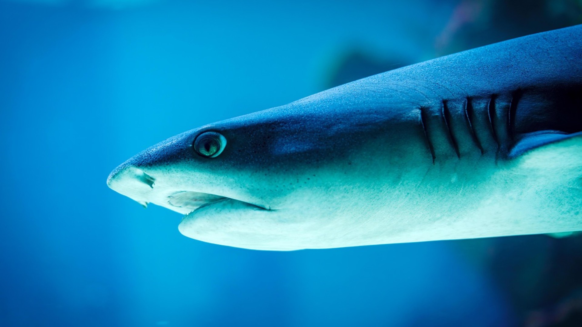 Do Sharks Really Die If They Stop Swimming