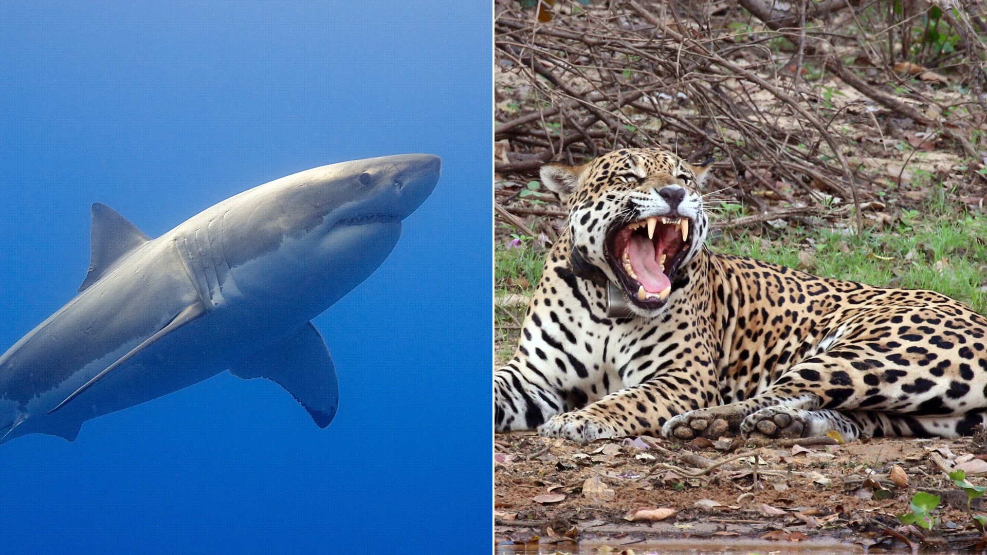 The 15 Animals With the Strongest Bite, Ranked