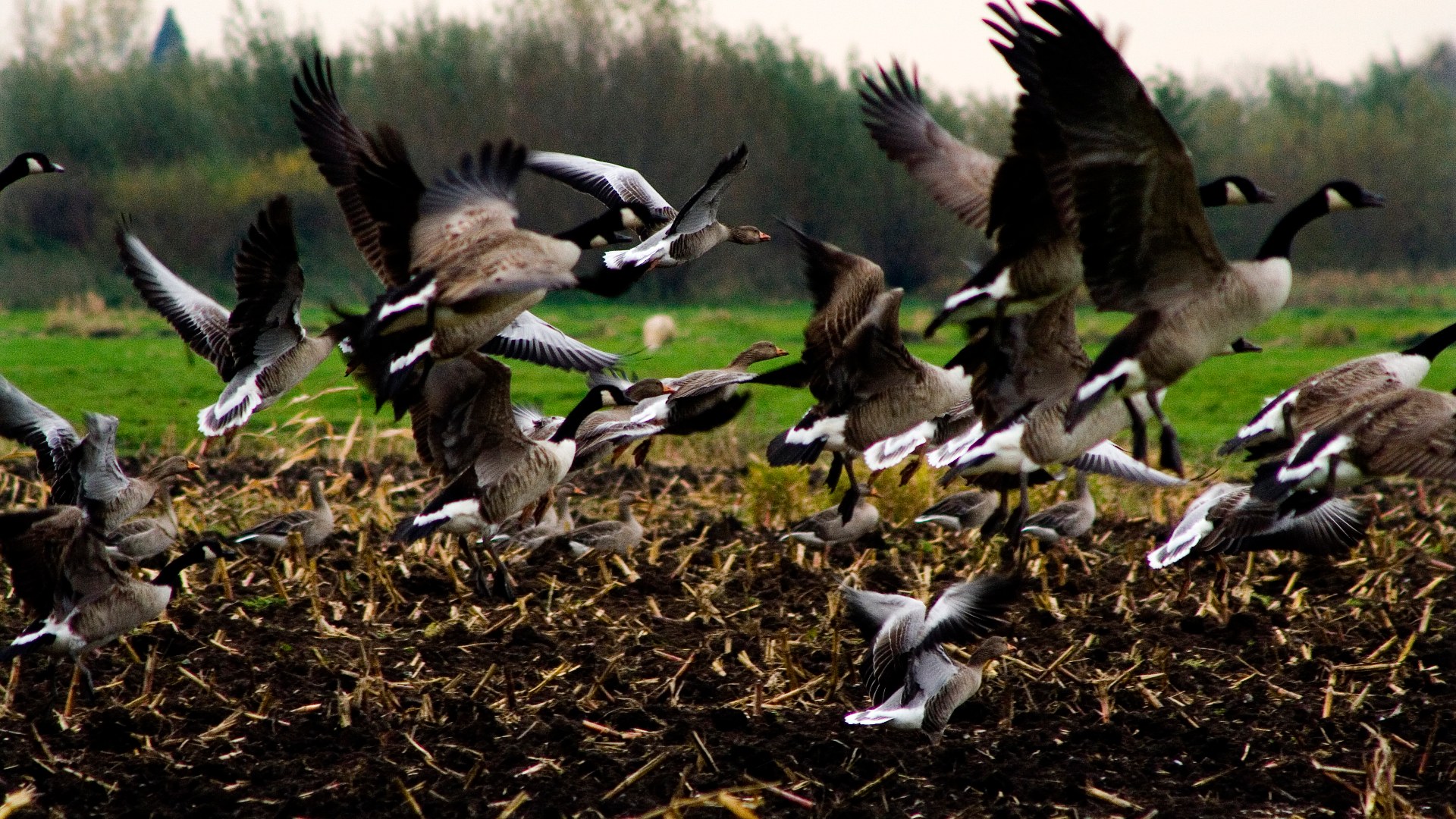 8. The Arctic DEW Line Geese