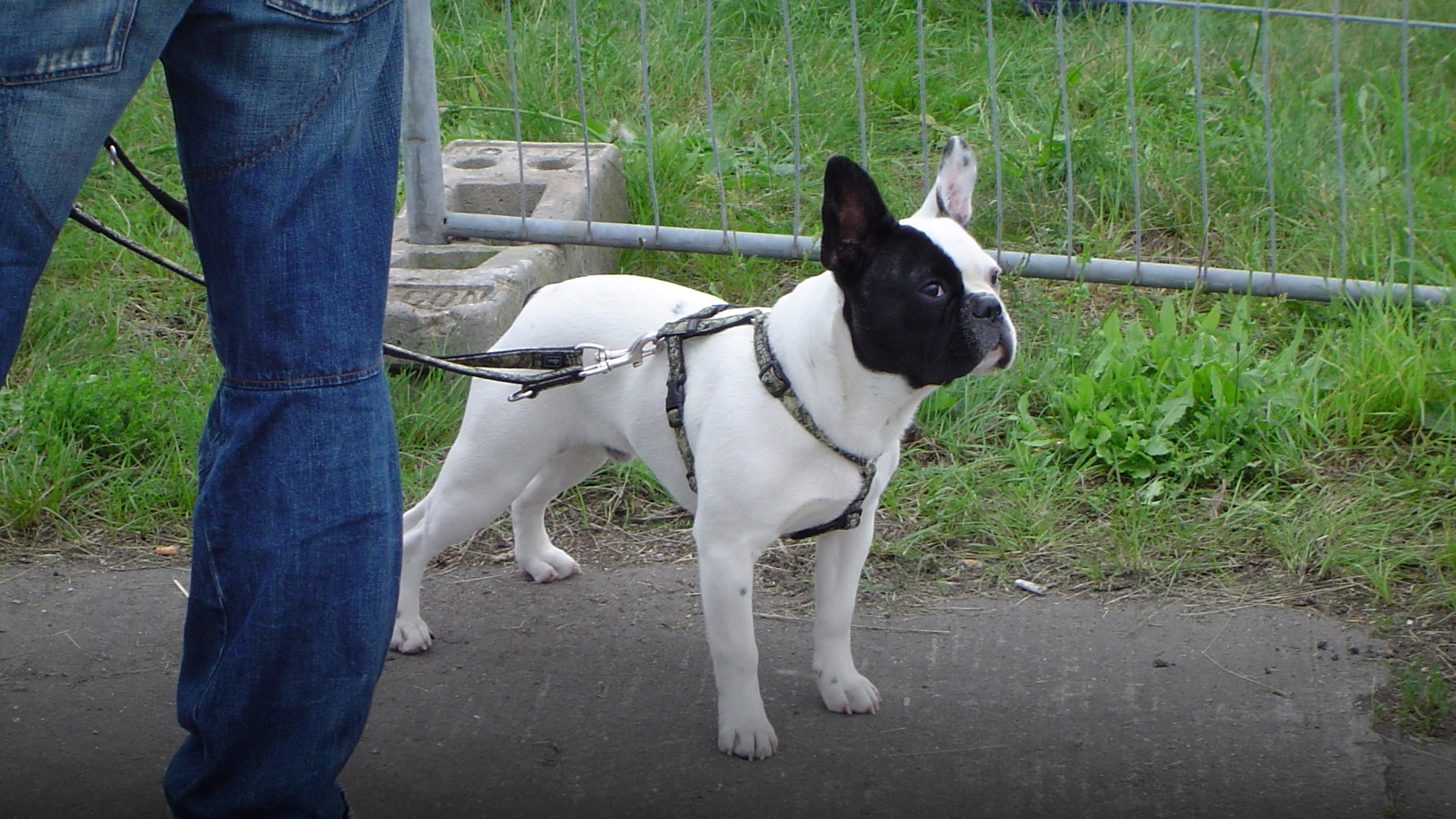 Portrait of a black French bulldog showing distinct upright bat ears.