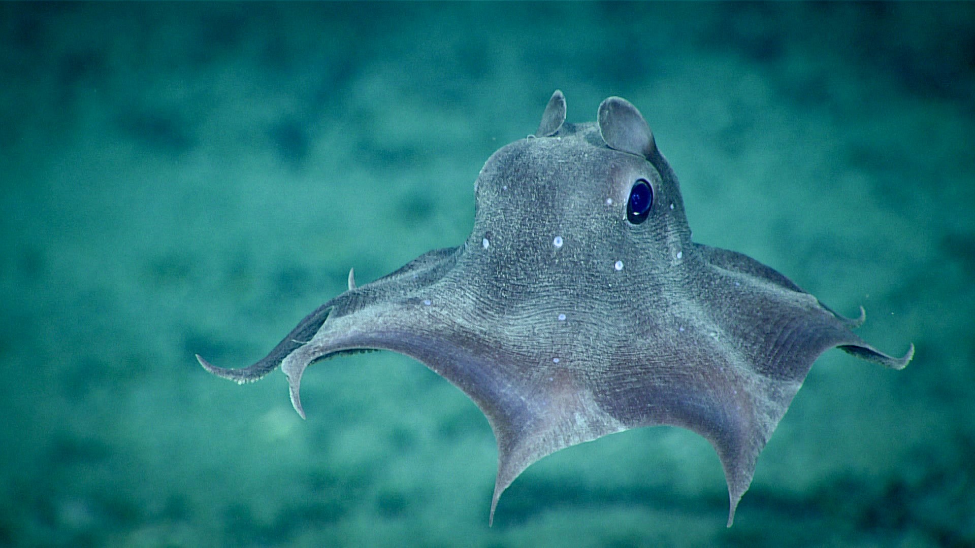 3. Deep-Sea Dumbo Octopus