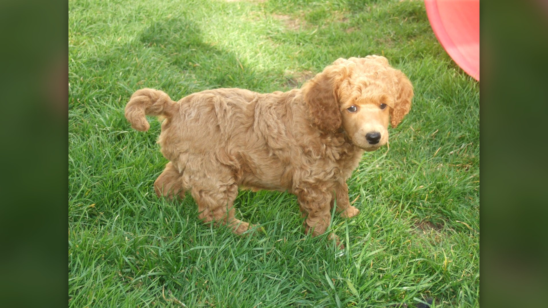 5. Teddy