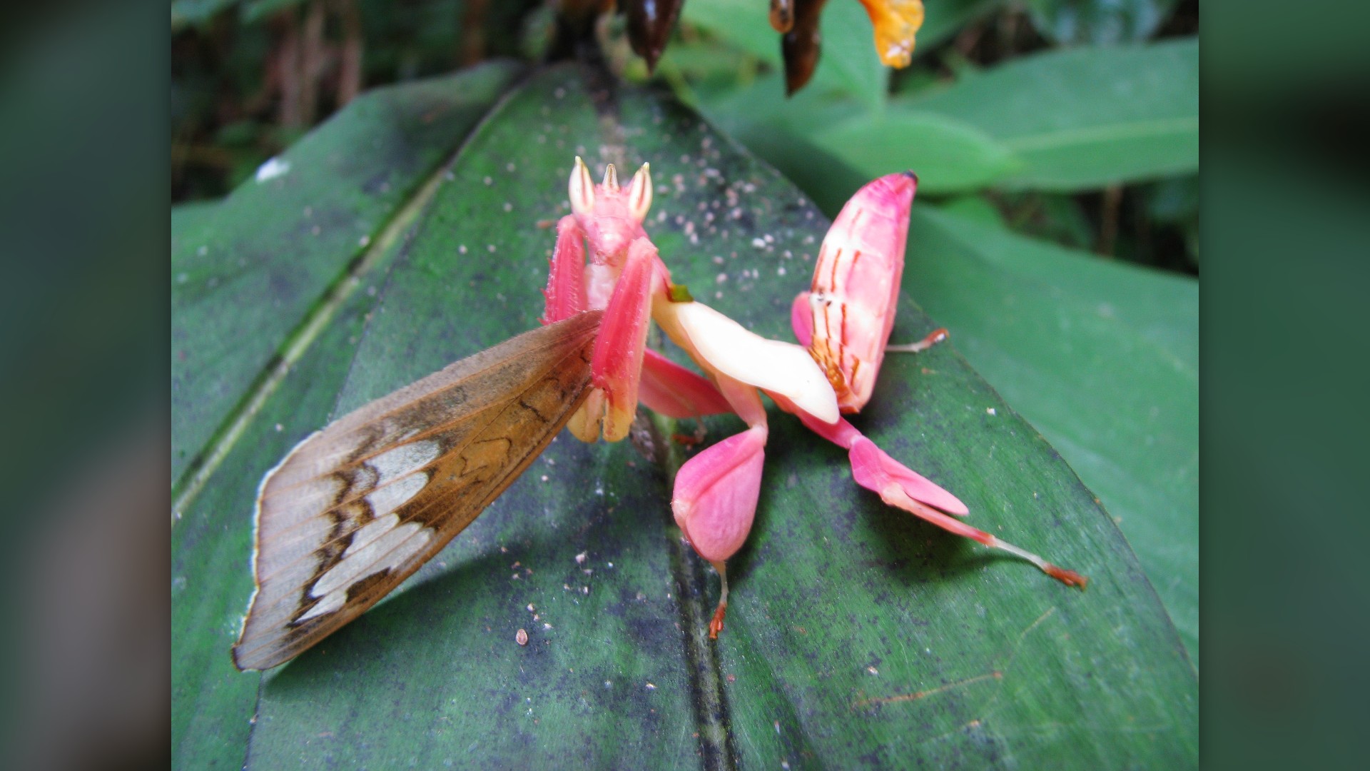 14. Malaysian Orchid Mantis